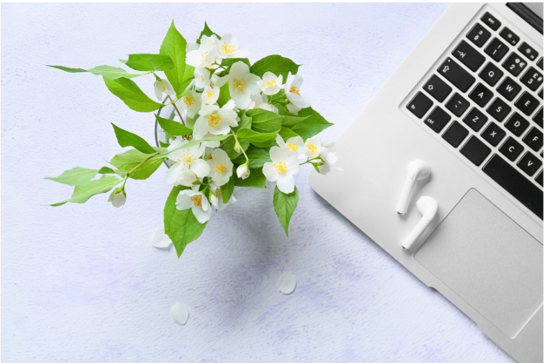 minimalist green plant with a laptop